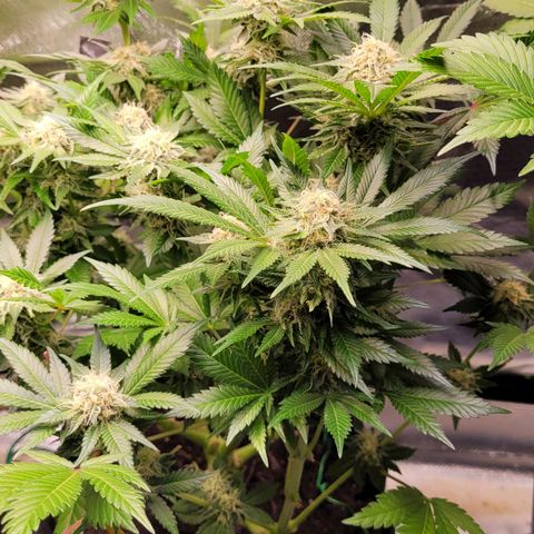 Special Queen #1 growlog timeline photo