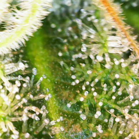 Special Queen #1 growlog timeline photo