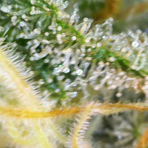 Special Queen #1 growlog timeline photo