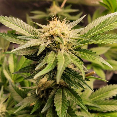 Special Queen #1 growlog timeline photo