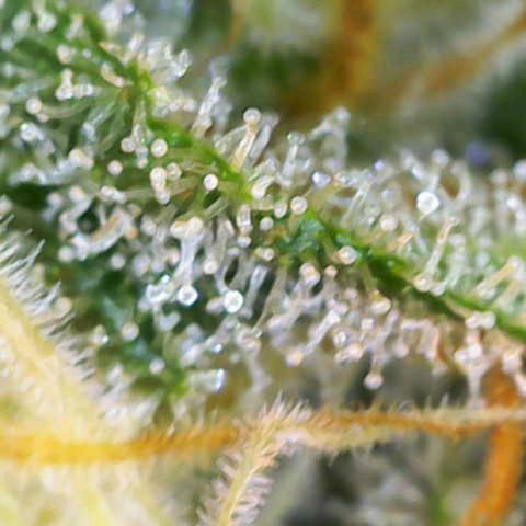 Special Queen #1 growlog timeline photo