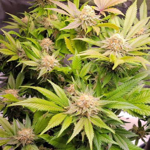 Special Queen #1 growlog timeline photo