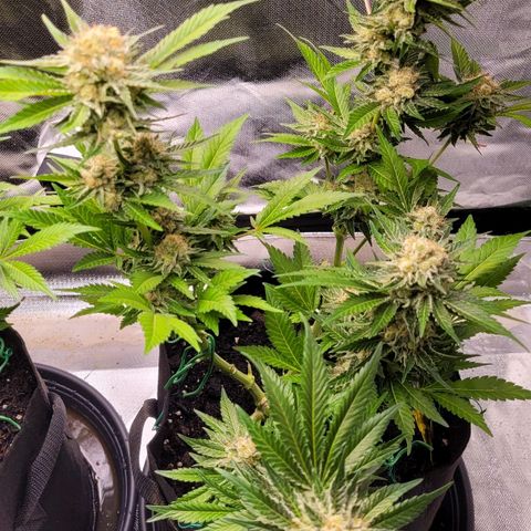 Special Queen #1 growlog timeline photo