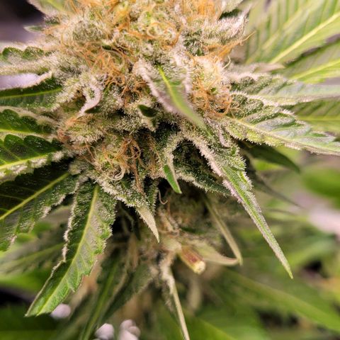 Special Queen #1 growlog timeline photo