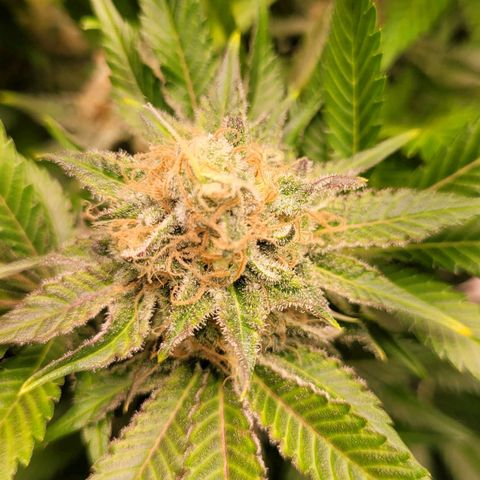 Special Queen #1 growlog timeline photo