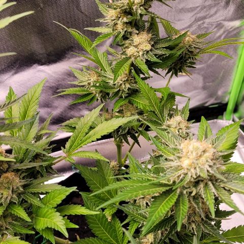 Special Queen #1 growlog timeline photo