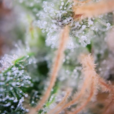 Special Queen #1 growlog timeline photo