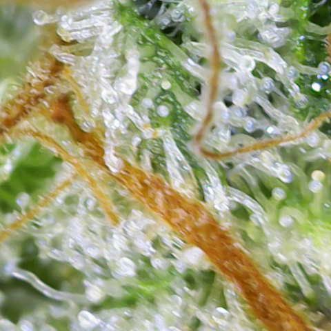 Special Queen #1 growlog timeline photo
