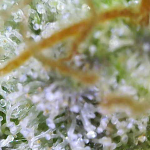 Special Queen #1 growlog timeline photo