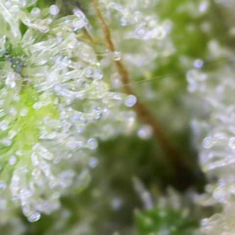Special Queen #1 growlog timeline photo