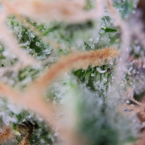 Special Queen #1 growlog timeline photo