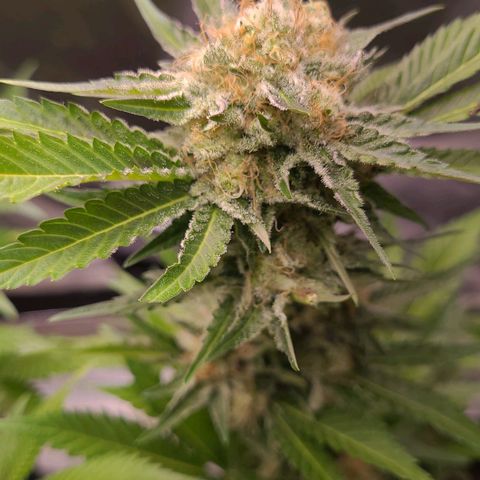 Special 1 # growlog timeline photo
