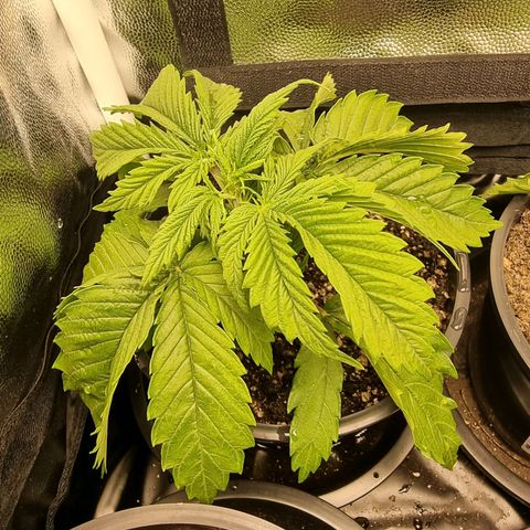 P1 growlog timeline photo
