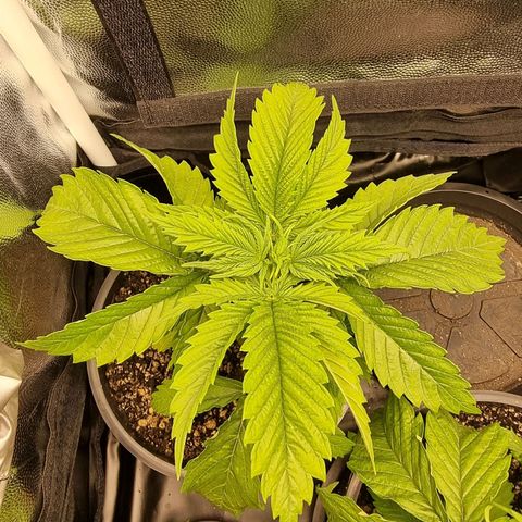 P1 growlog timeline photo