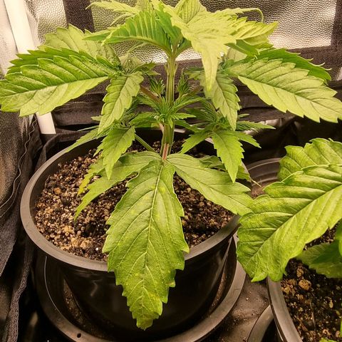 P1 growlog timeline photo