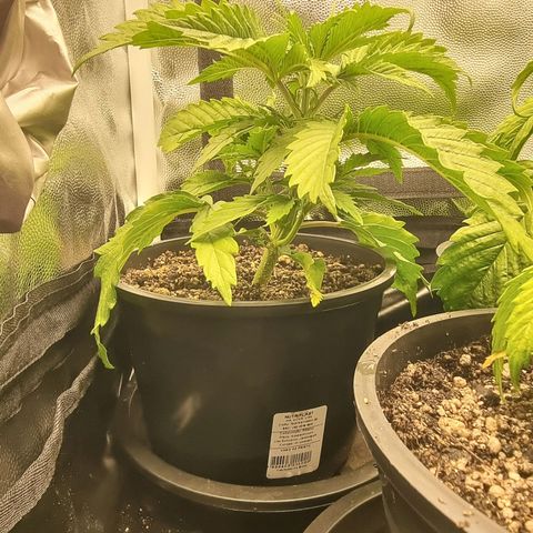 P1 growlog timeline photo