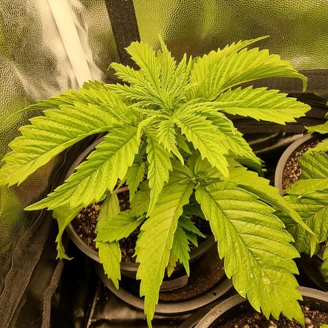 P1 growlog timeline photo