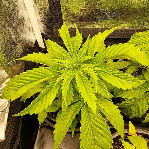 P1 growlog timeline photo