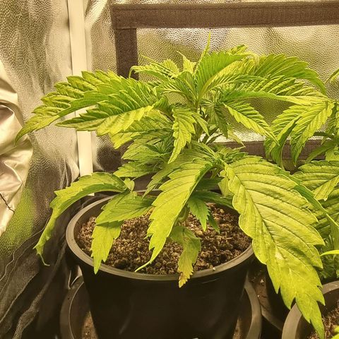 P1 growlog timeline photo