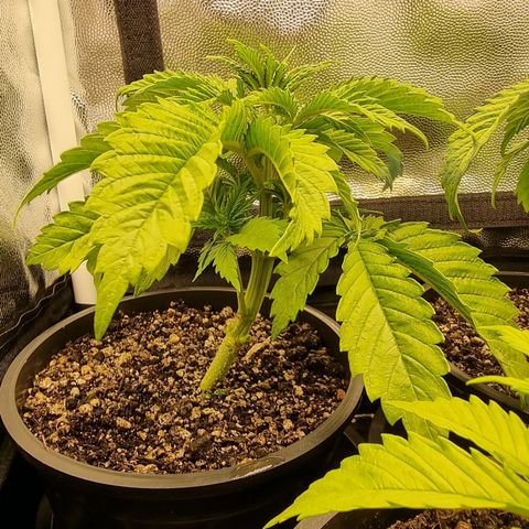 P1 growlog timeline photo