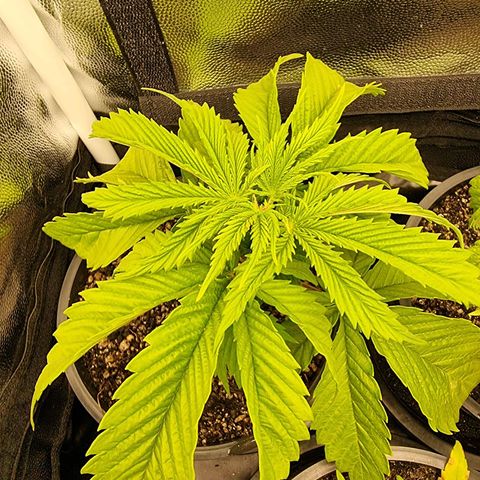 P1 growlog timeline photo