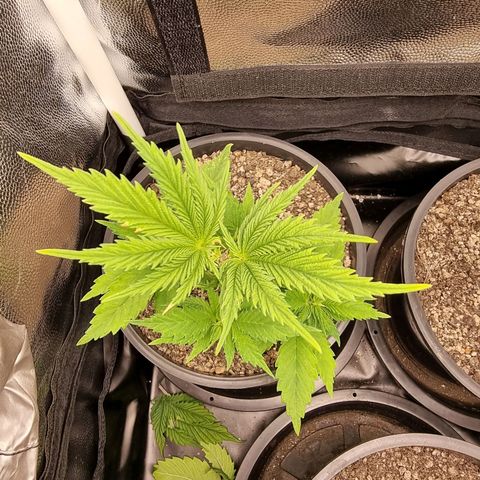 P1 growlog timeline photo