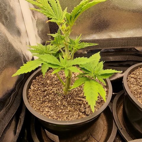 P1 growlog timeline photo