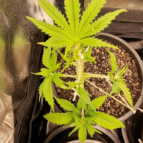 P1 growlog timeline photo