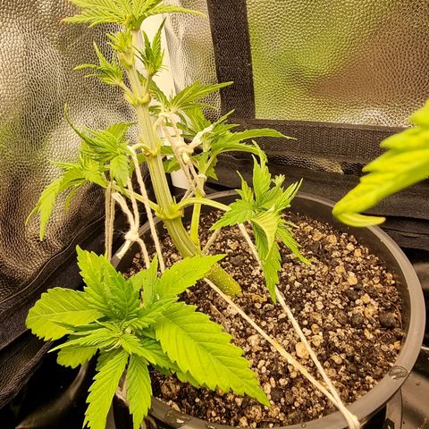 P1 growlog timeline photo
