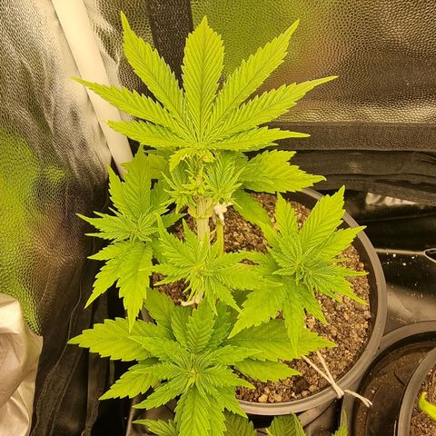 P1 growlog timeline photo
