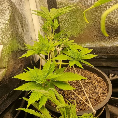 P1 growlog timeline photo