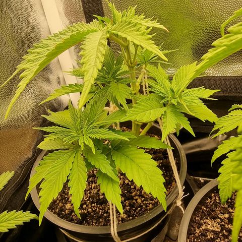 P1 growlog timeline photo