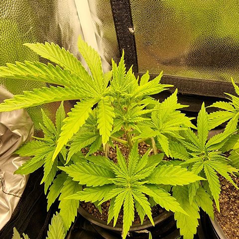 P1 growlog timeline photo