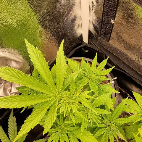 P1 growlog timeline photo