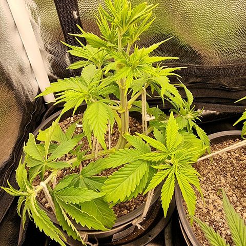 P1 growlog timeline photo