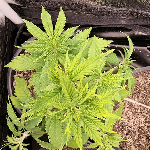 P1 growlog timeline photo