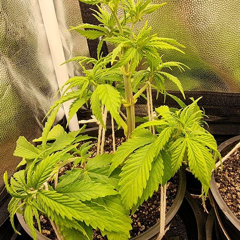 P1 growlog timeline photo