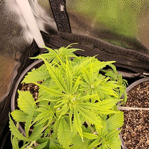 P1 growlog timeline photo
