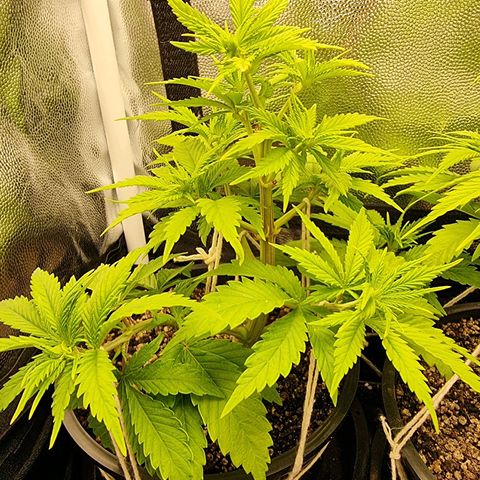 P1 growlog timeline photo