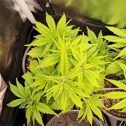 P1 growlog timeline photo
