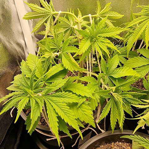 P1 growlog timeline photo