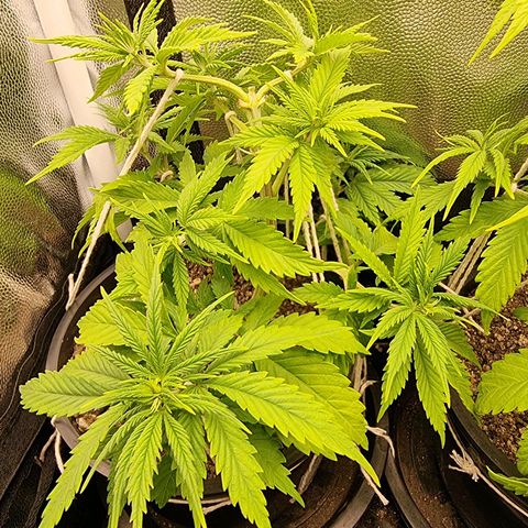P1 growlog timeline photo