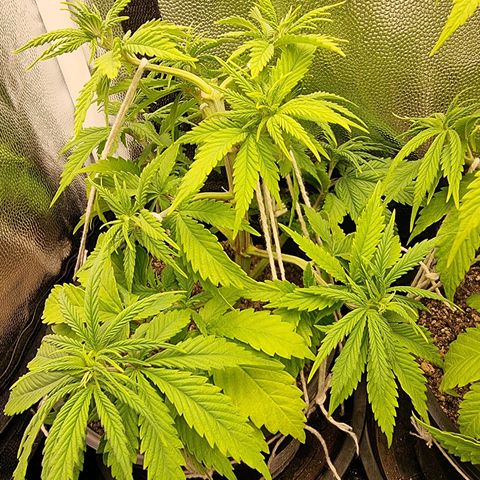 P1 growlog timeline photo
