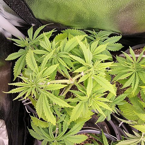 P1 growlog timeline photo