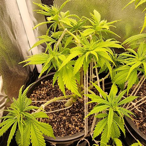 P1 growlog timeline photo