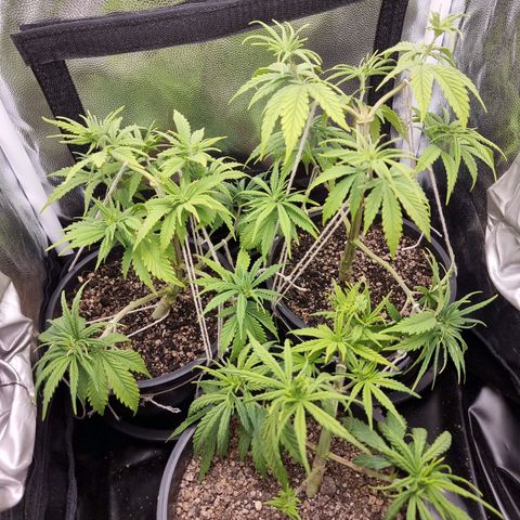 P1 growlog timeline photo