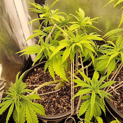 P1 growlog timeline photo