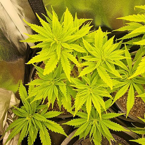 P1 growlog timeline photo