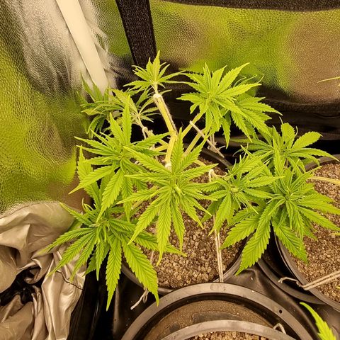 P1 growlog timeline photo