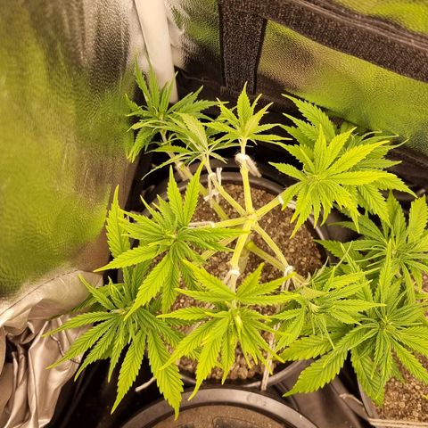 P1 growlog timeline photo
